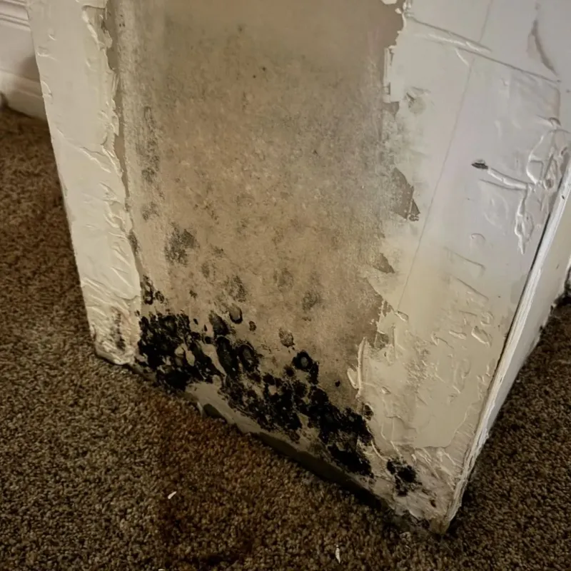 Professional Mold Removal in Oak Island, NC
